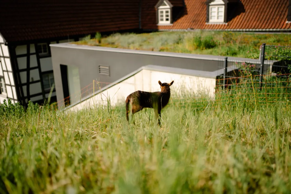 Lamm auf Wiese vor Beckmannshof